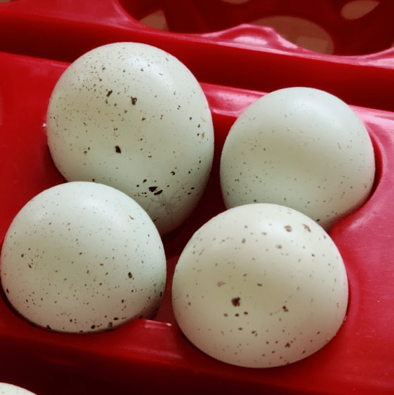 coturnix celadon quail eggs in egg turner