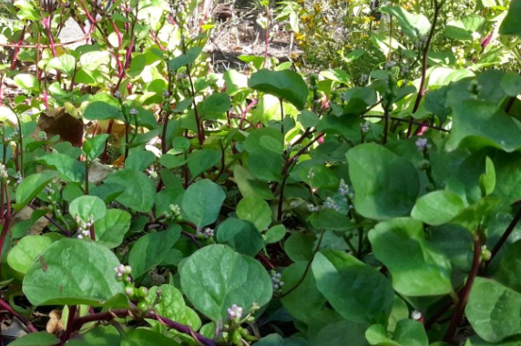 red-stem Malabar spinach
