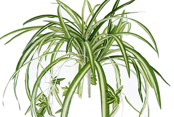 Spider Plant – various leaf pattern