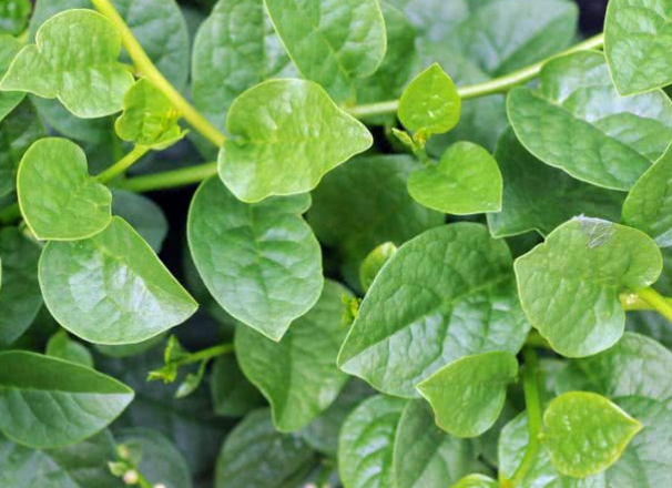 White stem Malabar spinach