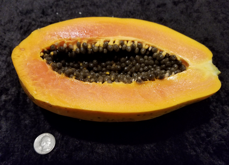 Giant Orange Flesh Papaya