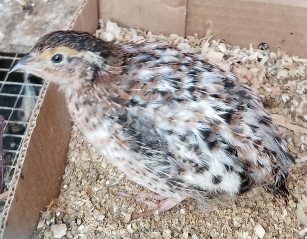 Raising Quail: Mom’s Apocalypse Birds – Sustainability Spotlight with ...