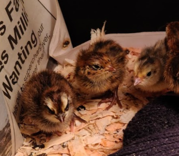 Eight quail chicks find a new home
