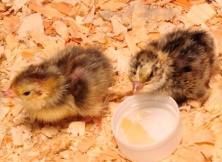 Early Quail Hatches for a One Year Anniversary