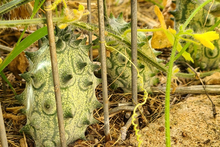 Kiwano Melon, aka: African Horned Cucumber