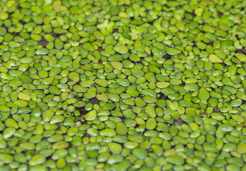 Image of lesser duckweed, azolla: small green plants in water