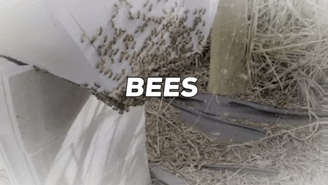 Image of bees on beehive