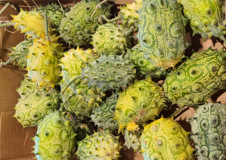 kiwano harvest yellow horned african cucumber