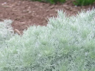 artemisia silver mound green and white tufts in front of brown mulch