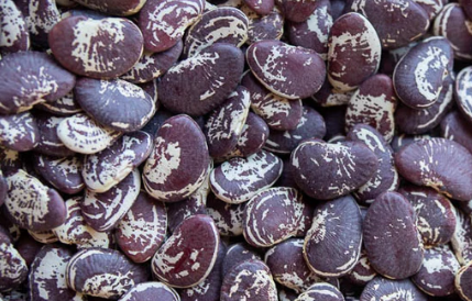 Christmas Lima Beans. Large purple beans with flecks of white.