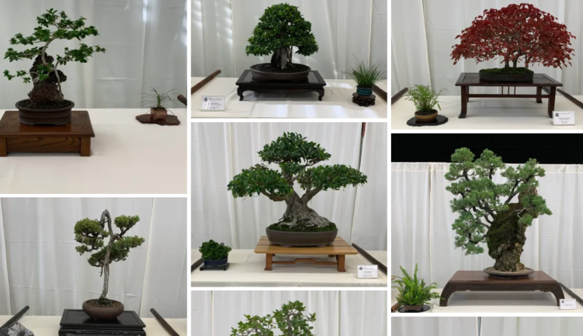 photo collage of bonsai plants in hawaii