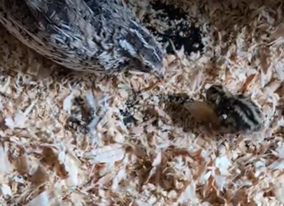 coturnix quail chick and hen
