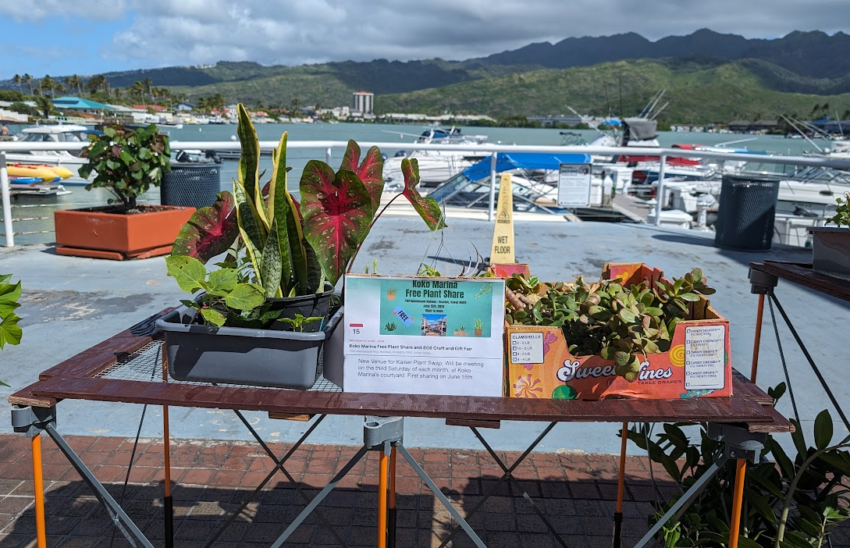 plants on a table for the first plant swap held at koko marina waterfront june 2024